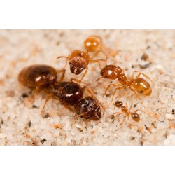 Pheidole pallidula