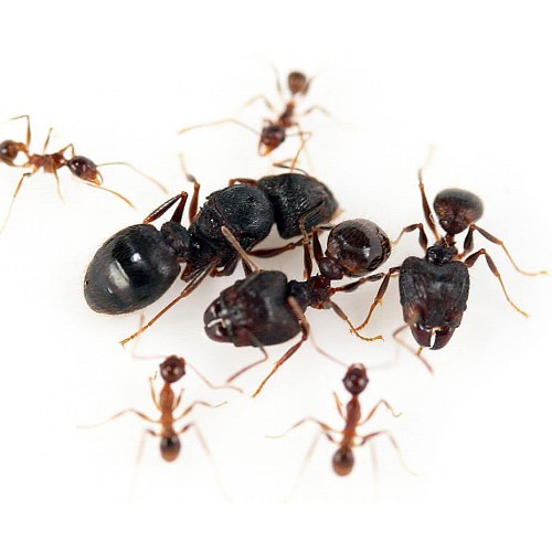 Pheidole yeensis